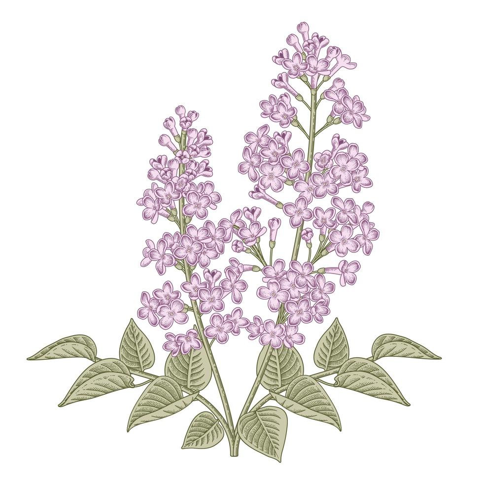 witte en paarse syringa vulgaris of gemeenschappelijke lila bloem hand getrokken botanische illustraties. vector