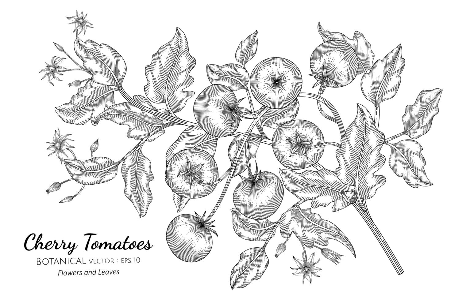 cherry tomaat hand getekend botanische illustratie met lijntekeningen op witte achtergrond vector