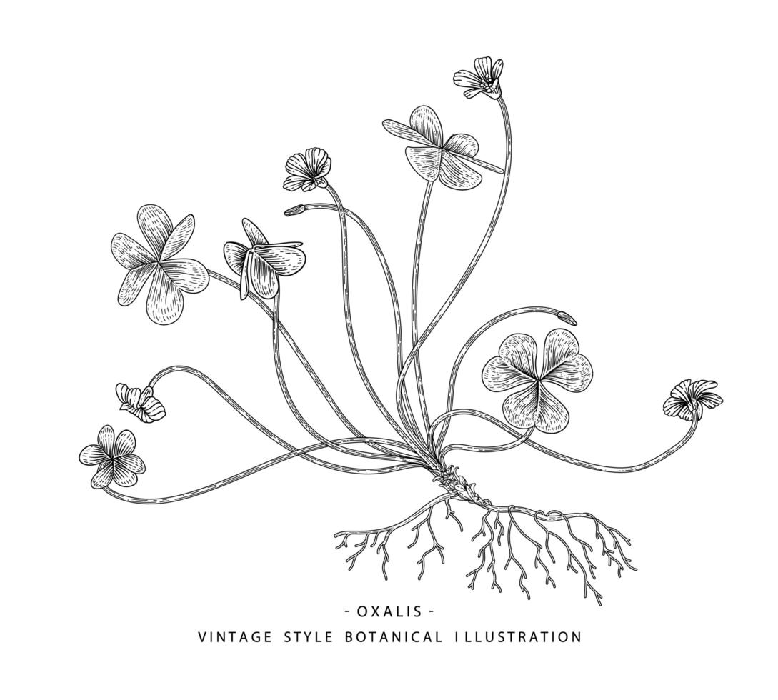 klaverzuring of oxalis acetosella handgetekende botanische illustraties vector