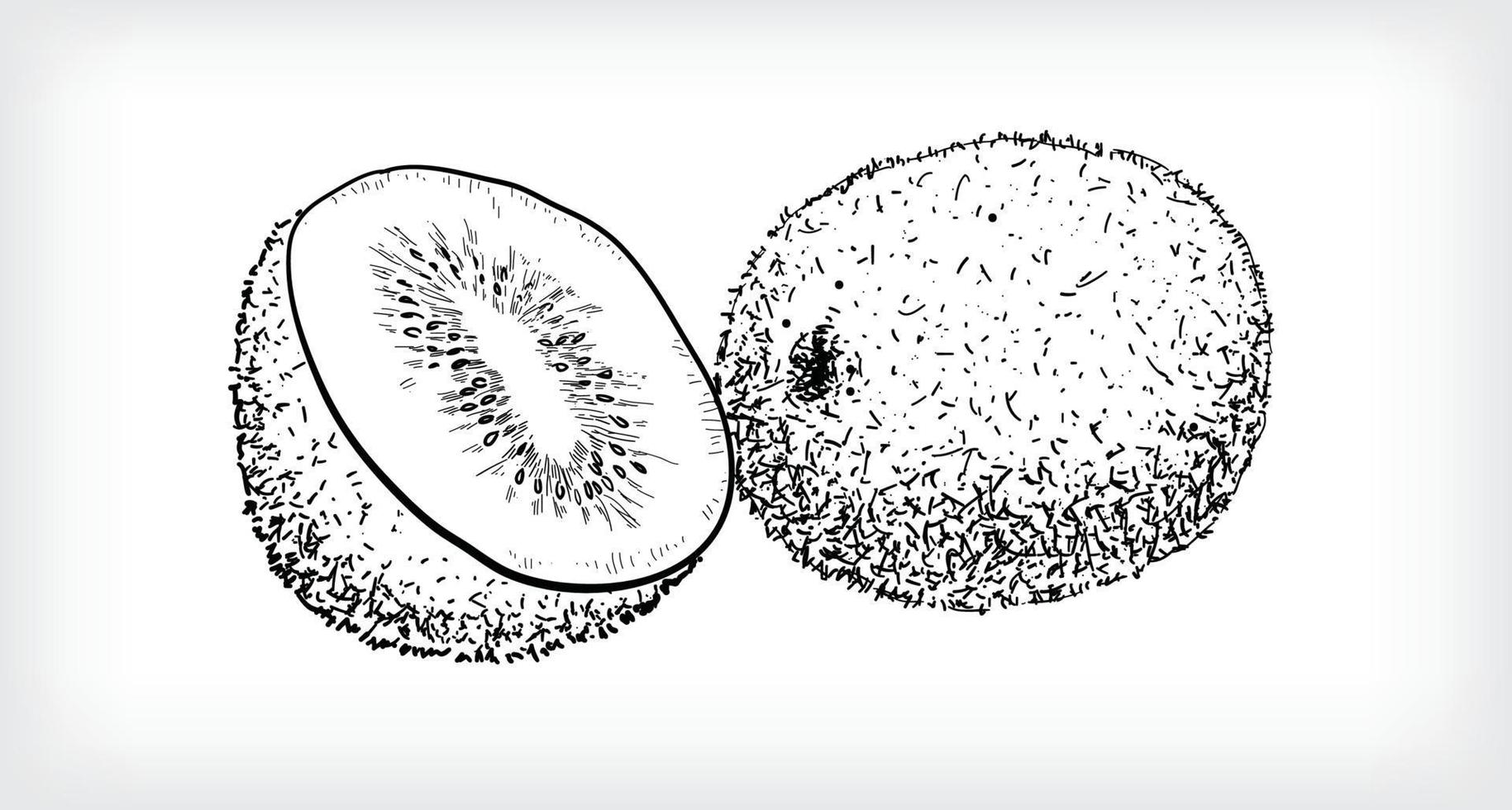 zwarte lijntekening van hele rijpe kiwi's en halve kiwi's. vector