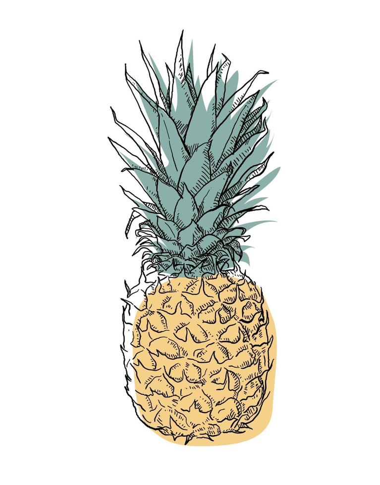 hand getrokken ananas vector