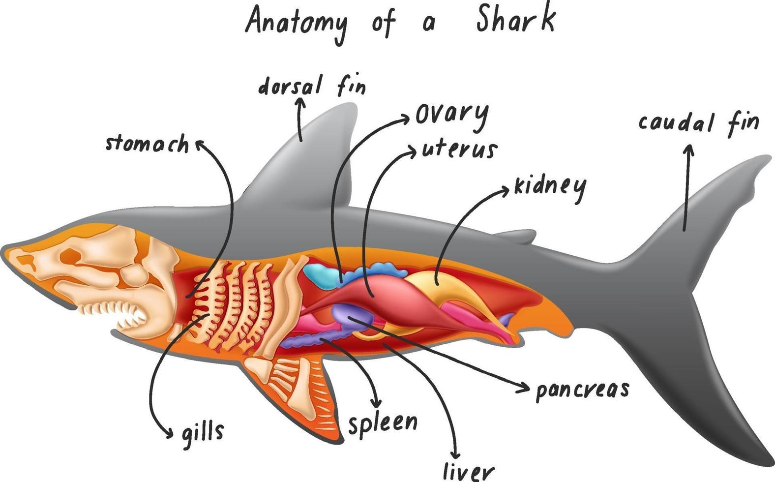 anatomie van een haai vector