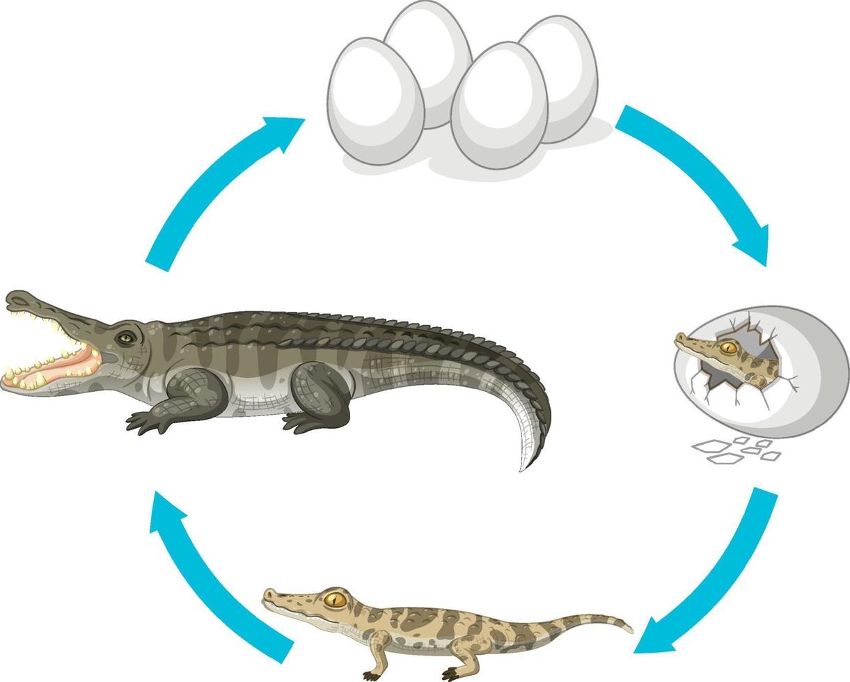 levenscyclus van krokodil op witte achtergrond vector