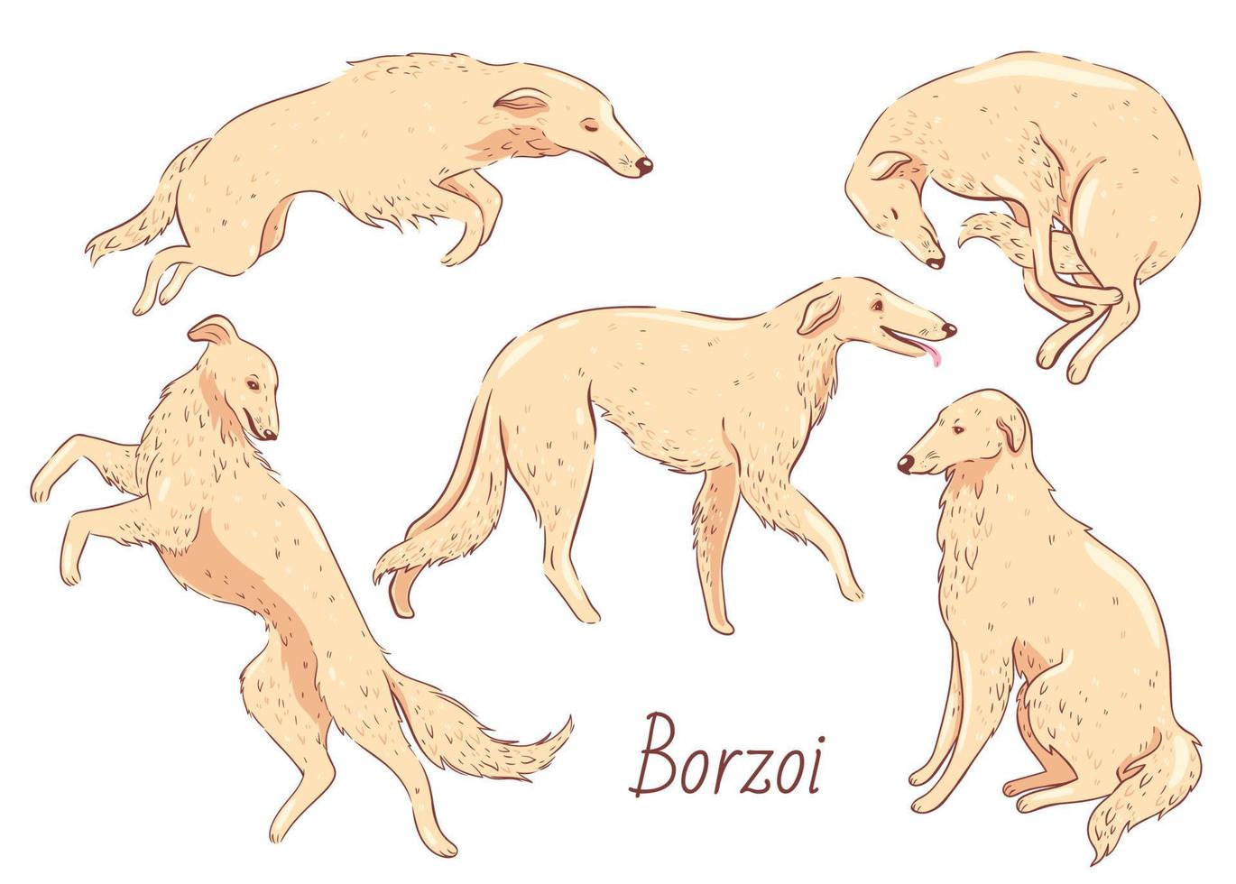 reeks van schattig honden van ras borzoi in verschillend poses geïsoleerd Aan wit achtergrond. vector grafiek.