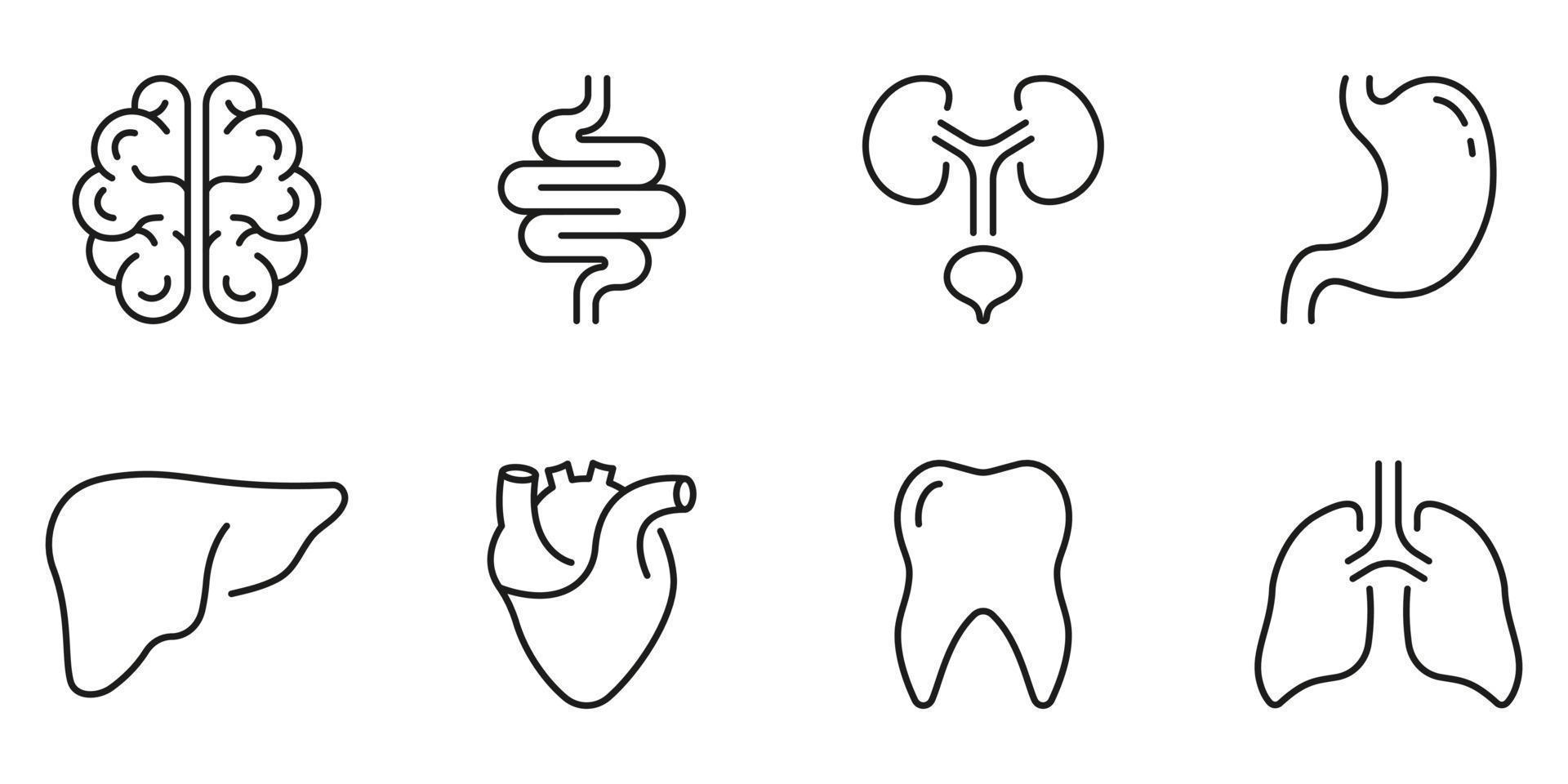 menselijk brein, darm, urine- systeem, tand, maag, long, lever, hart lijn icoon set. gezondheidszorg schets icoon. intern orgaan anatomie pictogram. bewerkbare hartinfarct. geïsoleerd vector illustratie.