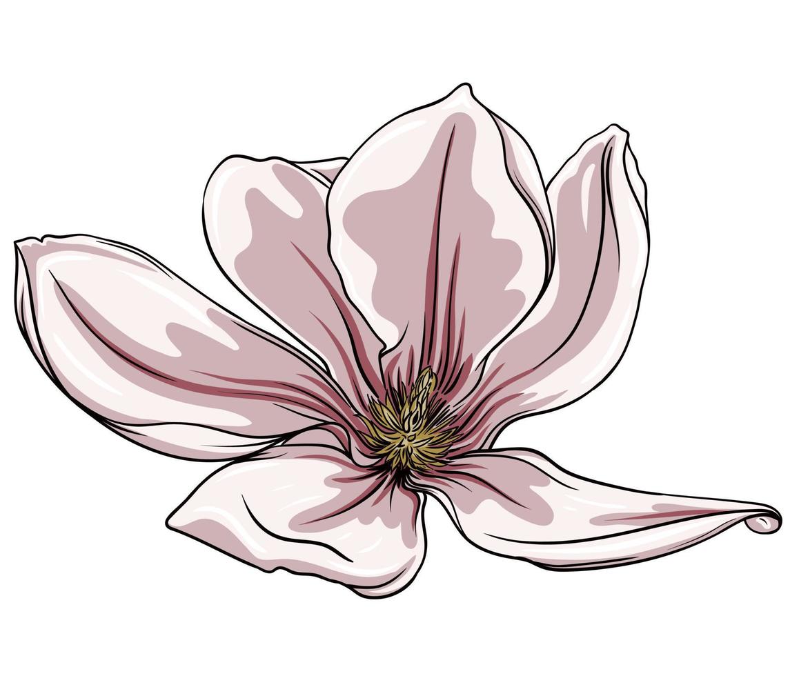 magnolia bloem geïsoleerd Aan een wit achtergrond, een lotus bloem geïsoleerd Aan een wit achtergrond vector