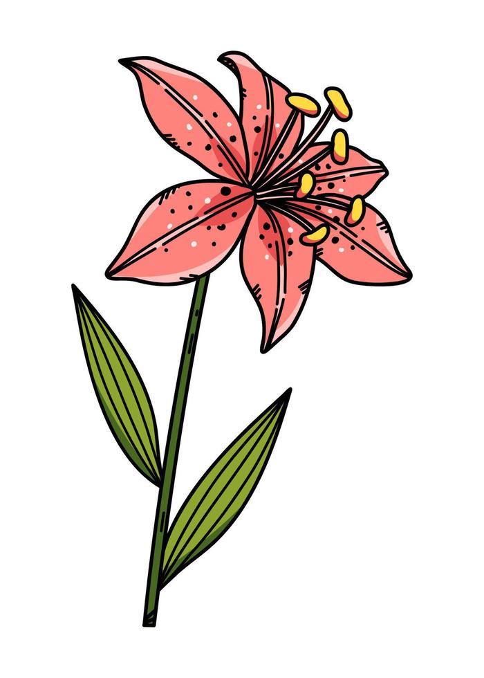 roze lelie bloem vector illustratie hand- getrokken in schetsen stijl