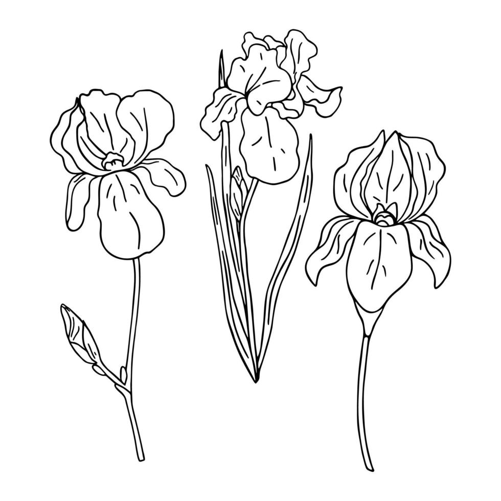 drie geïsoleerd zwart en wit iris bloemen. hand- getrokken vector illustratie. kleur bladzijde