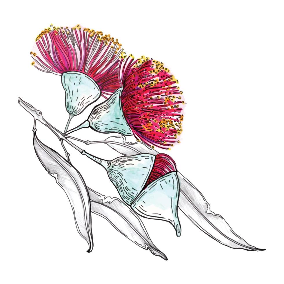 eucalyptus bladeren. bloemen botanisch bloem. geïsoleerd illustratie element. vector