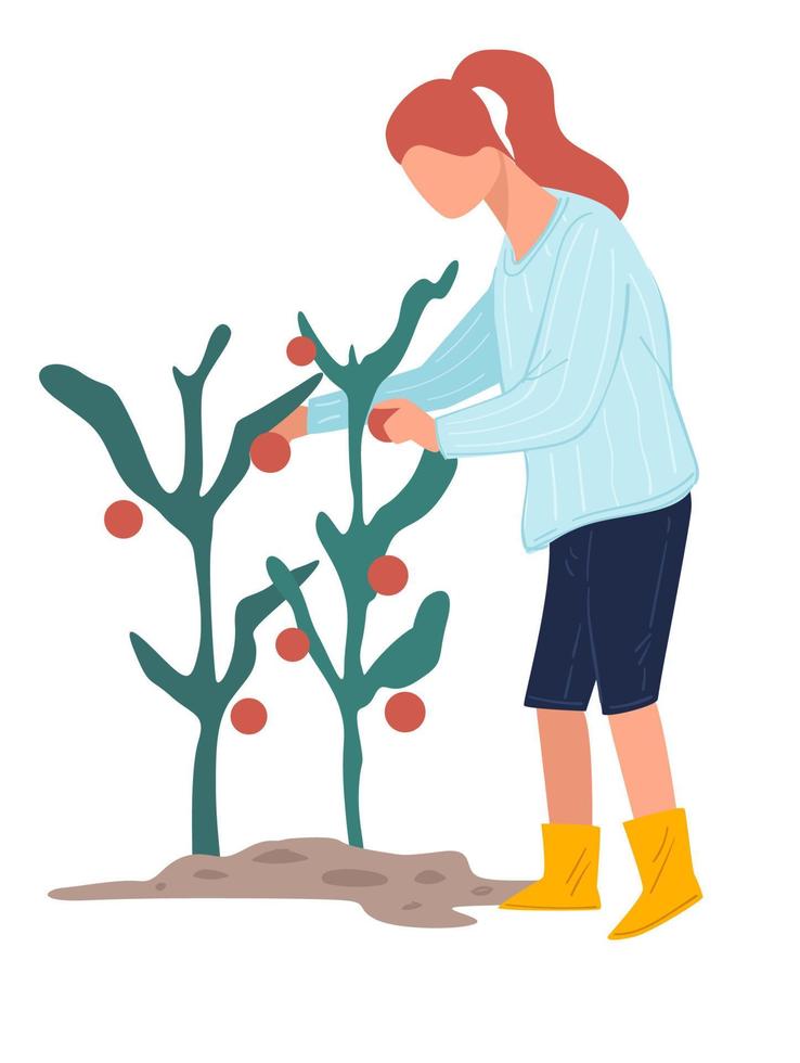 vrouw karakter plukken rijp tomaten Bij boerderij, oogsten seizoen vector