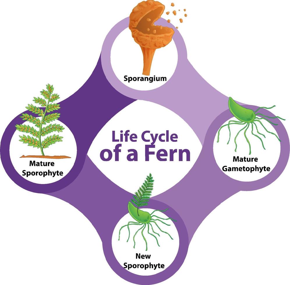 levenscyclus van een varendiagram vector