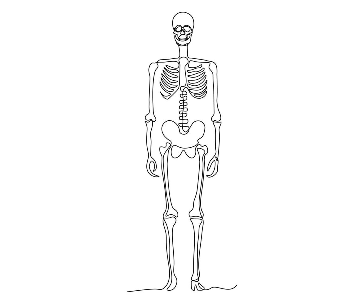 abstract volledige lengte menselijk skelet, hand getekend, doorlopend mono lijn, een lijn kunst, contour tekening vector
