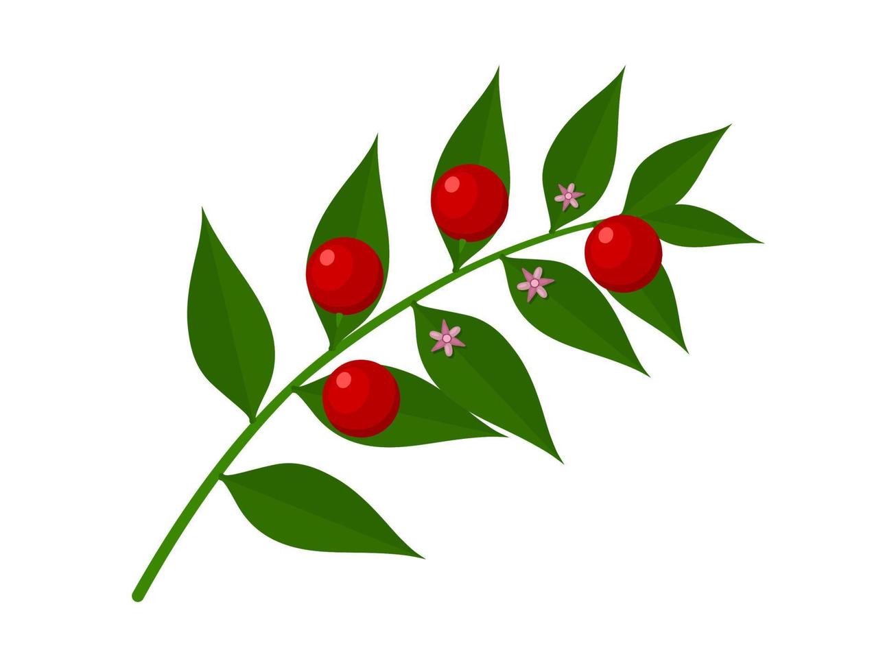 vector illustratie, slager bezem of ruscus aculeus, geïsoleerd Aan wit achtergrond.