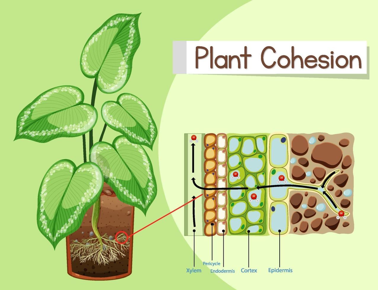 diagram dat plantcohesie toont vector