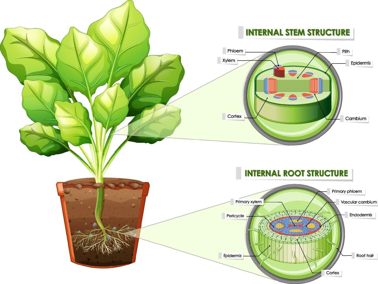 diagram met stam- en wortelstructuur vector