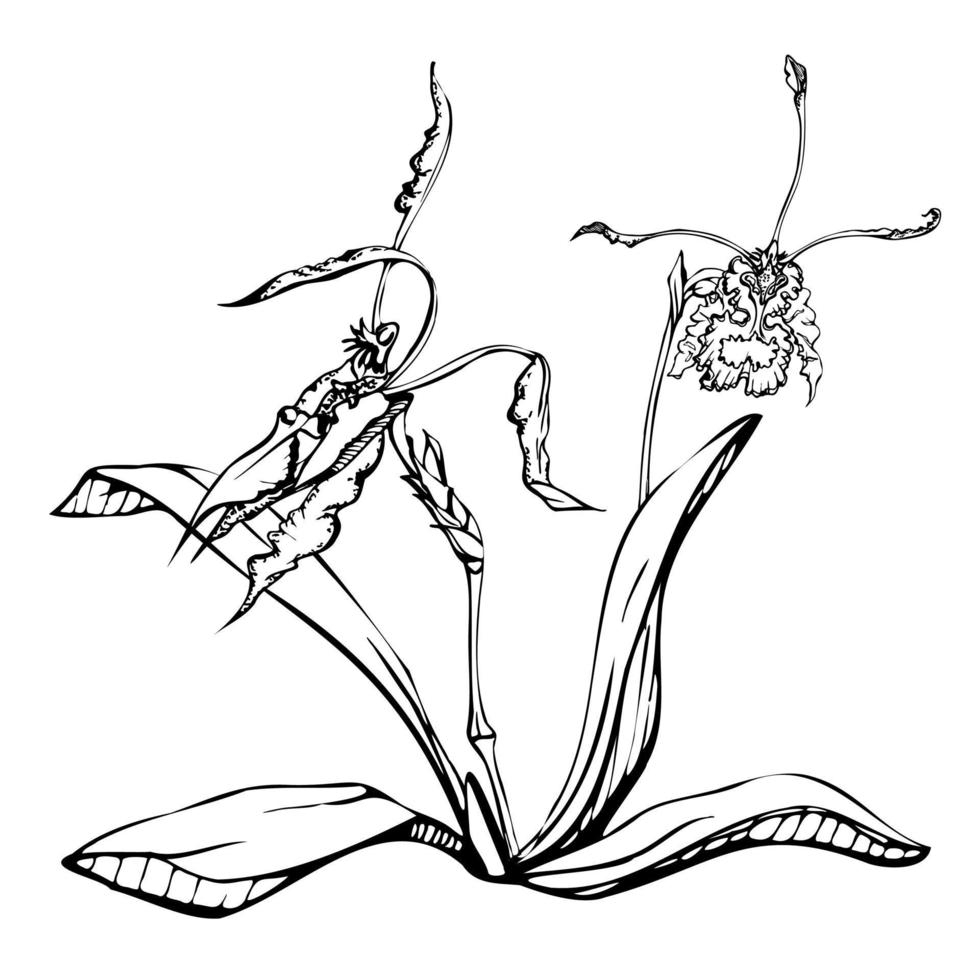 hand- getrokken vector inkt orchidee bloemen, stengels, bladeren, monochroom, gedetailleerd schets. samenstelling met takken. geïsoleerd Aan wit achtergrond. ontwerp voor muur kunst, bruiloft, afdrukken, tatoeëren, omslag, kaart.