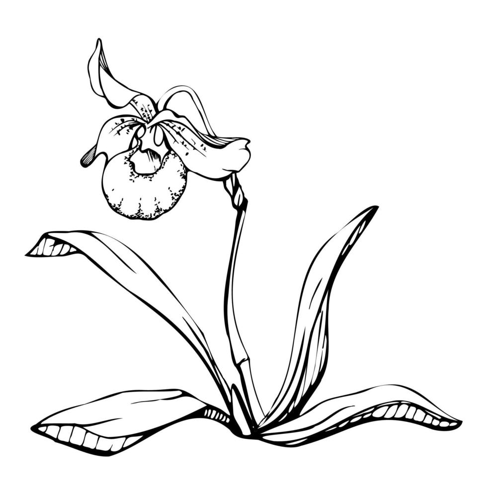 hand- getrokken vector inkt orchidee bloemen, stengels, bladeren, monochroom, gedetailleerd schets. samenstelling met takken. geïsoleerd Aan wit achtergrond. ontwerp voor muur kunst, bruiloft, afdrukken, tatoeëren, omslag, kaart.