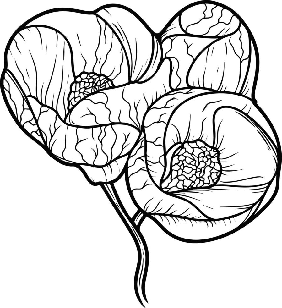 bloem hybride abutilon schetsen lijn kunst geïsoleerd Aan wit achtergrond. zwart en wit tekening van een bloem. tekening door hand. vector