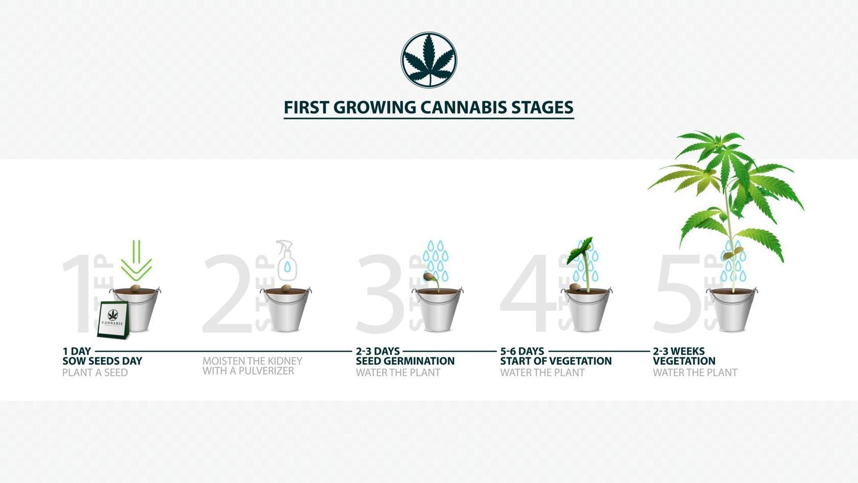 stadia van het ontkiemen van cannabiszaden van zaadje tot spruit, het groeiseizoen van cannabis, eerste stadia van het kweken van cannabis, gids voor het kweken van cannabis vector