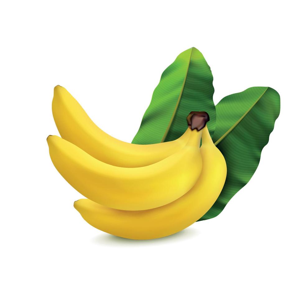 realistisch banaan samenstelling vector