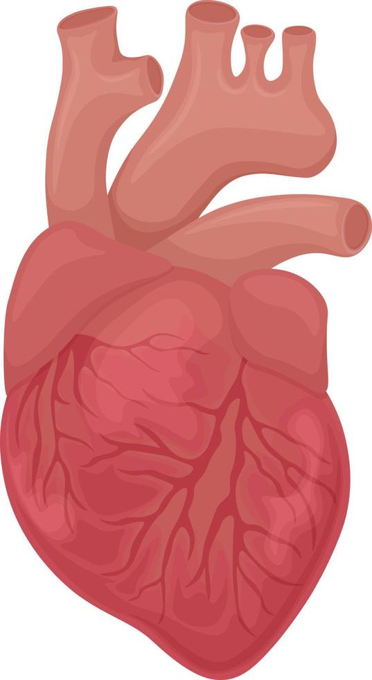 de menselijk hart. de anatomie van de menselijk hart. de intern orgaan van een persoon. vector illustratie geïsoleerd Aan een wit achtergrond