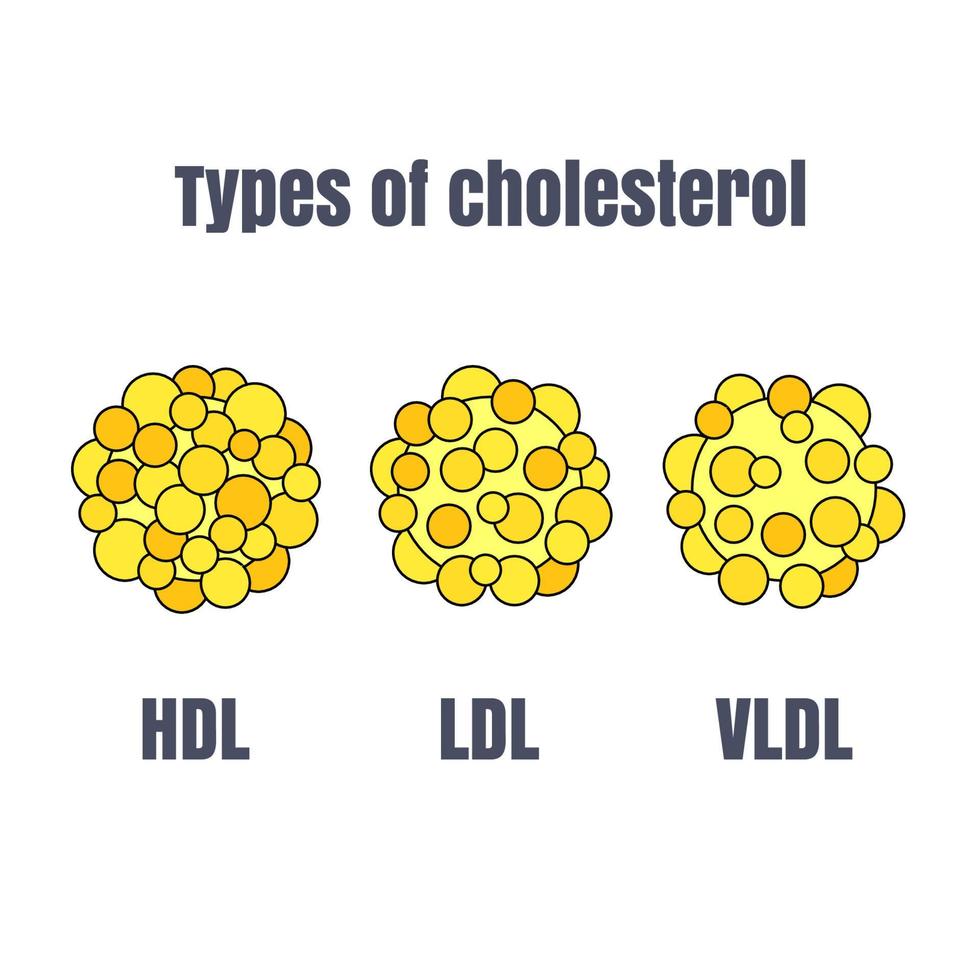 types van cholesterol vector naar gebruik voor onderwijs