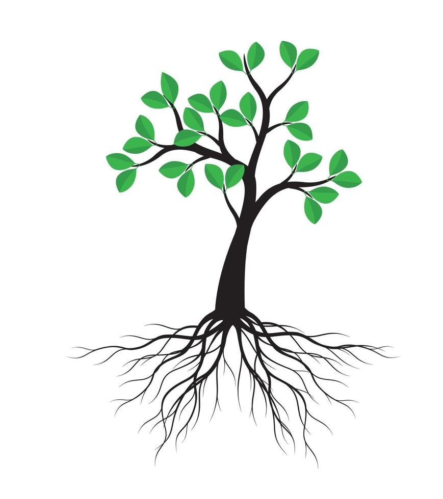 groene lenteboom met wortels. vectorillustratie. vector