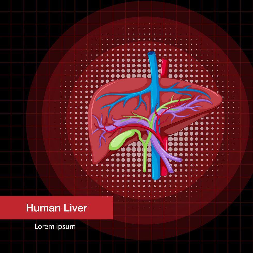 menselijk inwendig orgaan met lever vector