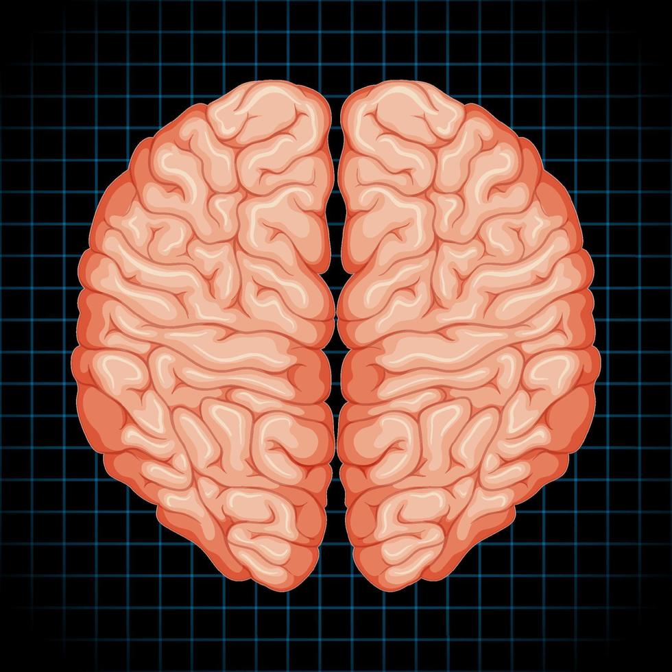 menselijk inwendig orgaan met hersenen vector