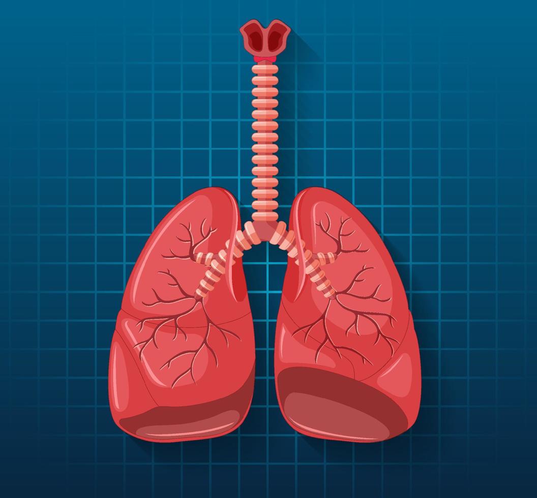 menselijk inwendig orgaan met longen vector