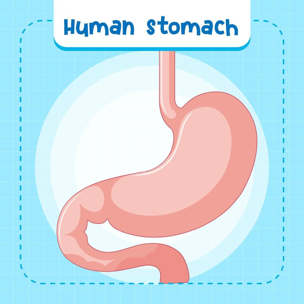 menselijk inwendig orgaan met maag vector