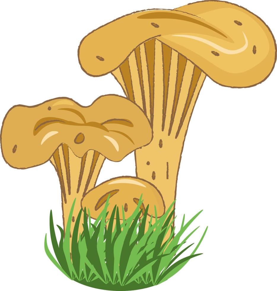 paddestoel chanterelle groeit in de gras vector