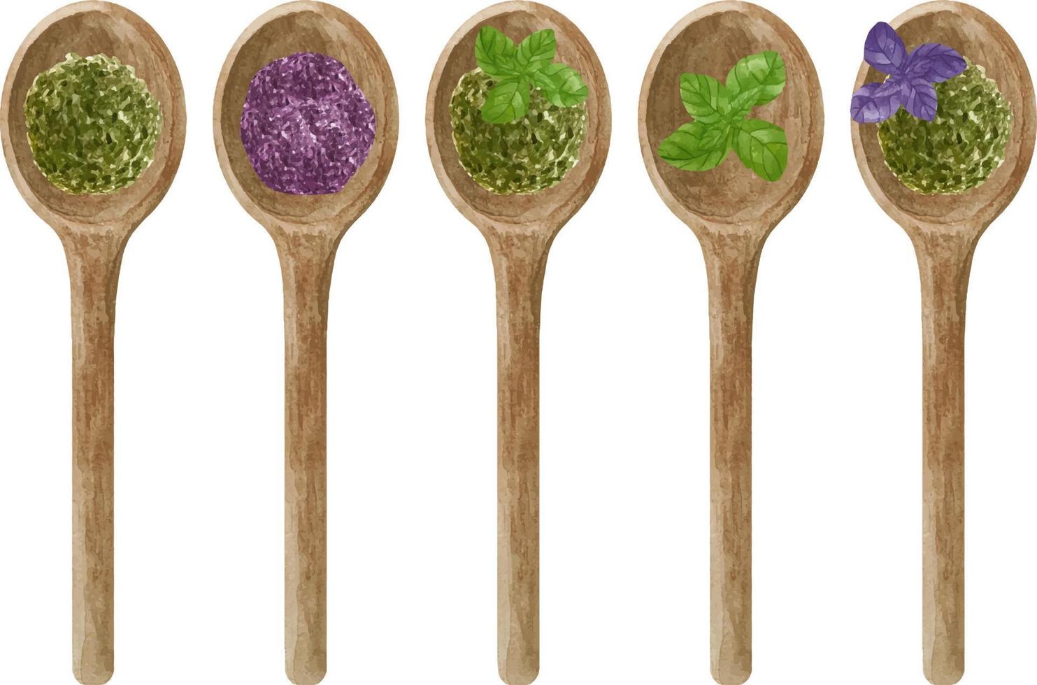 waterverf reeks van vers en droog groen en Purper basilicum in houten lepel. keuken specerijen en kruiden set. vector