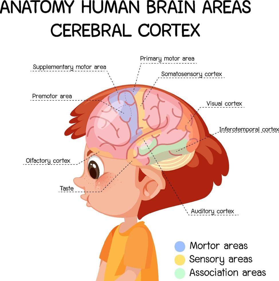 anatomie menselijke hersengebieden cerebrale cortex met label vector
