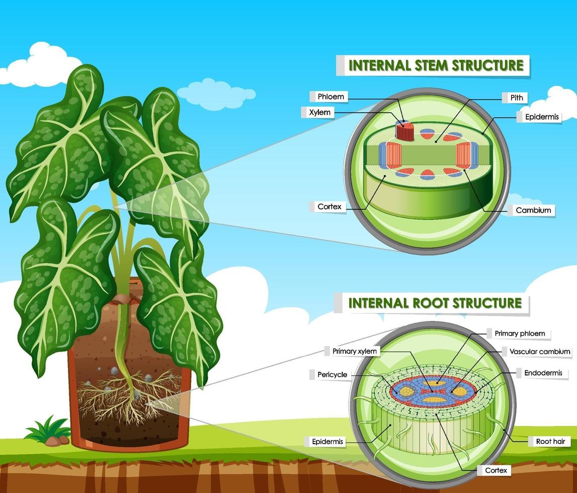 diagram met stam- en wortelstructuur vector