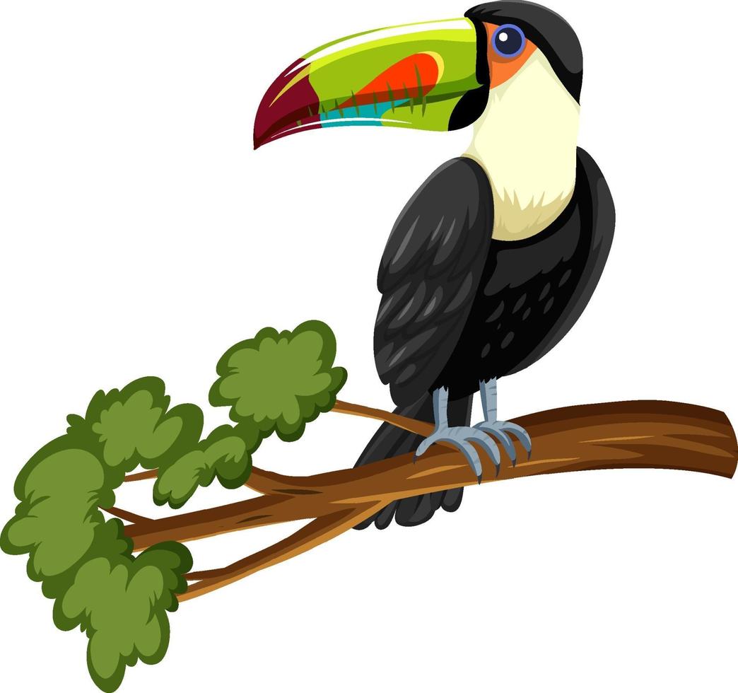 toucan bird op een tak geïsoleerd op een witte achtergrond vector
