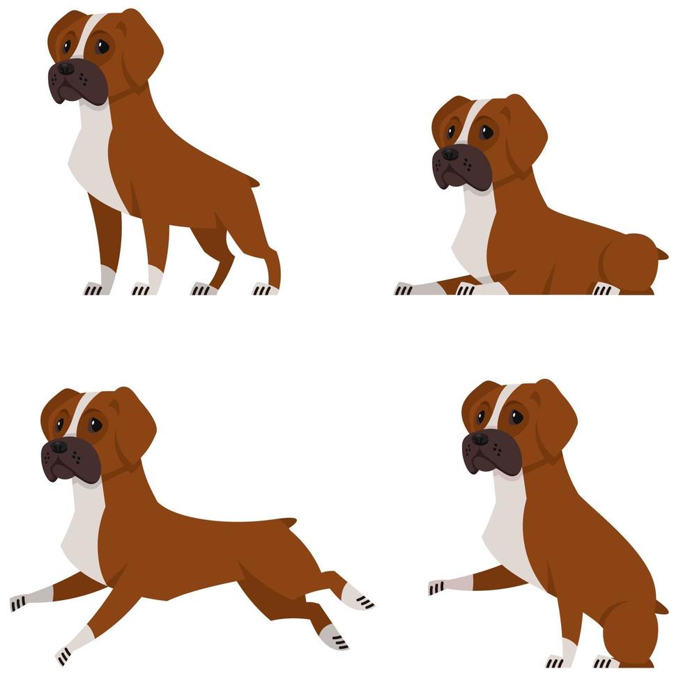 bokserhond in verschillende poses. vector