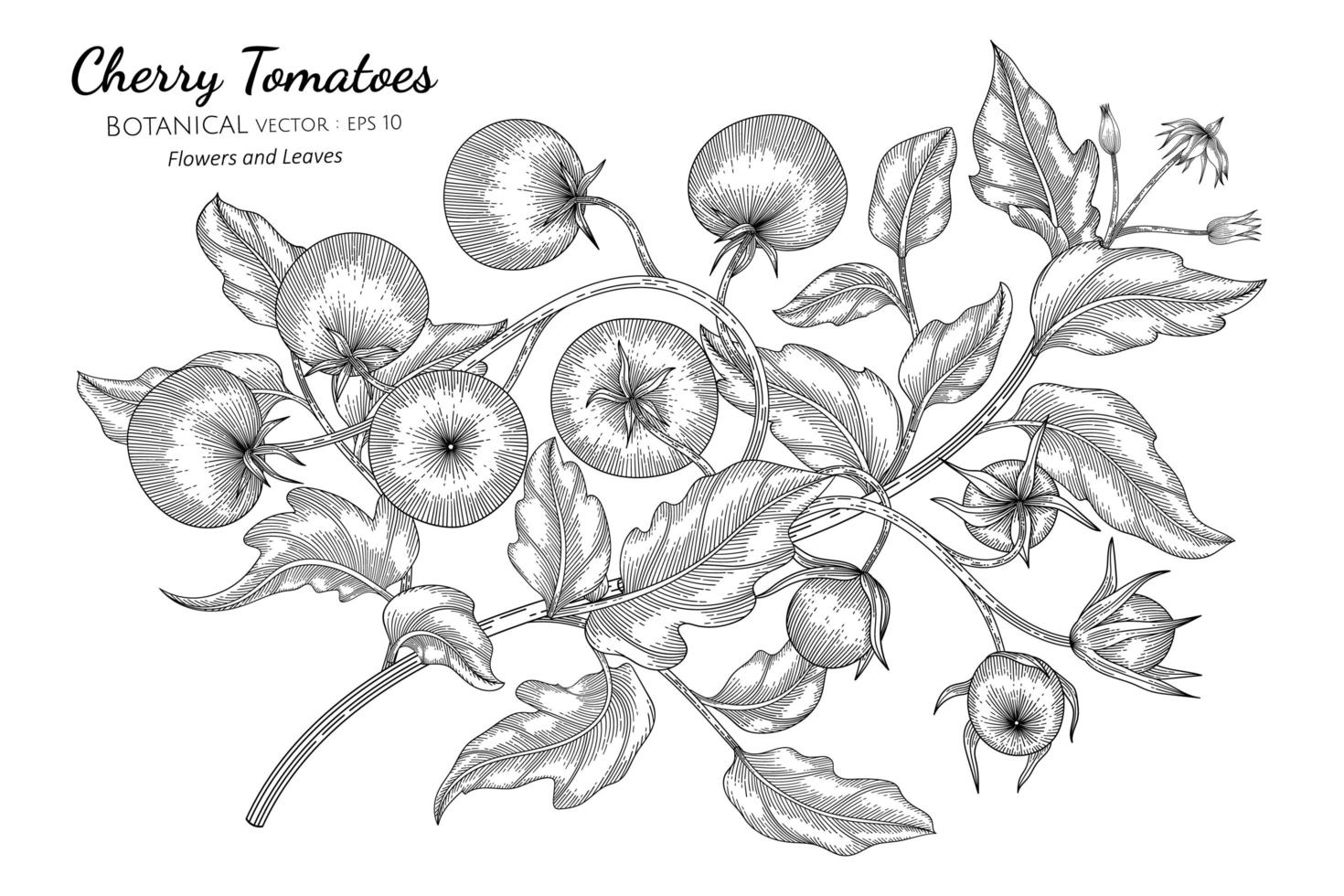 cherry tomaat hand getekend botanische illustratie met lijntekeningen op witte achtergrond. vector