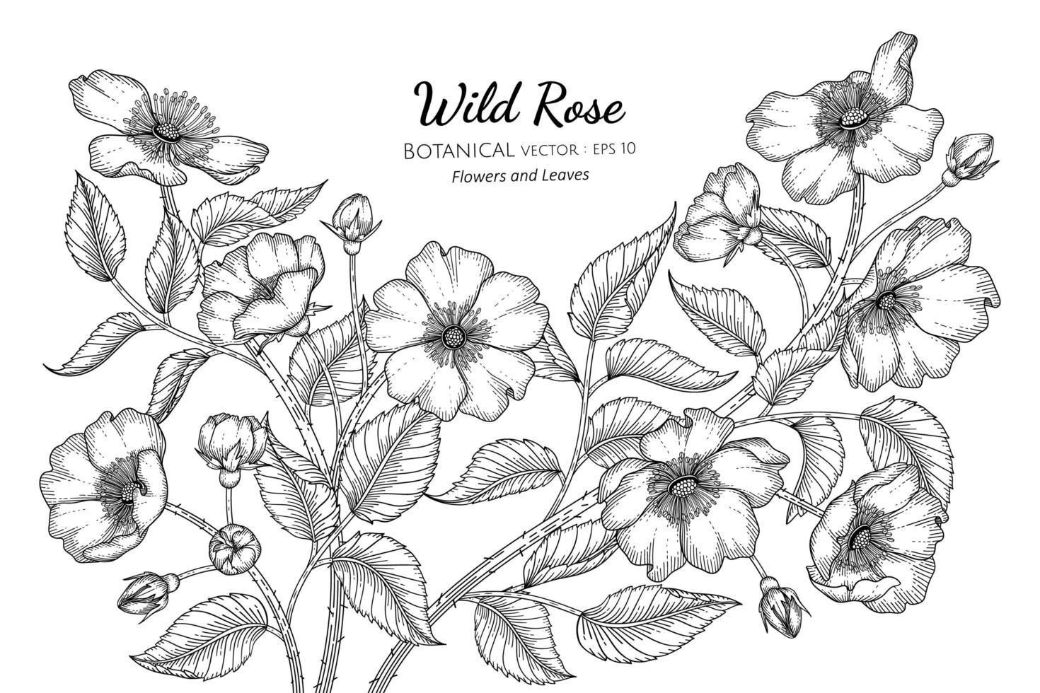 wilde roos bloemen en bladeren hand getekend botanische illustratie met lijntekeningen op witte achtergrond. vector