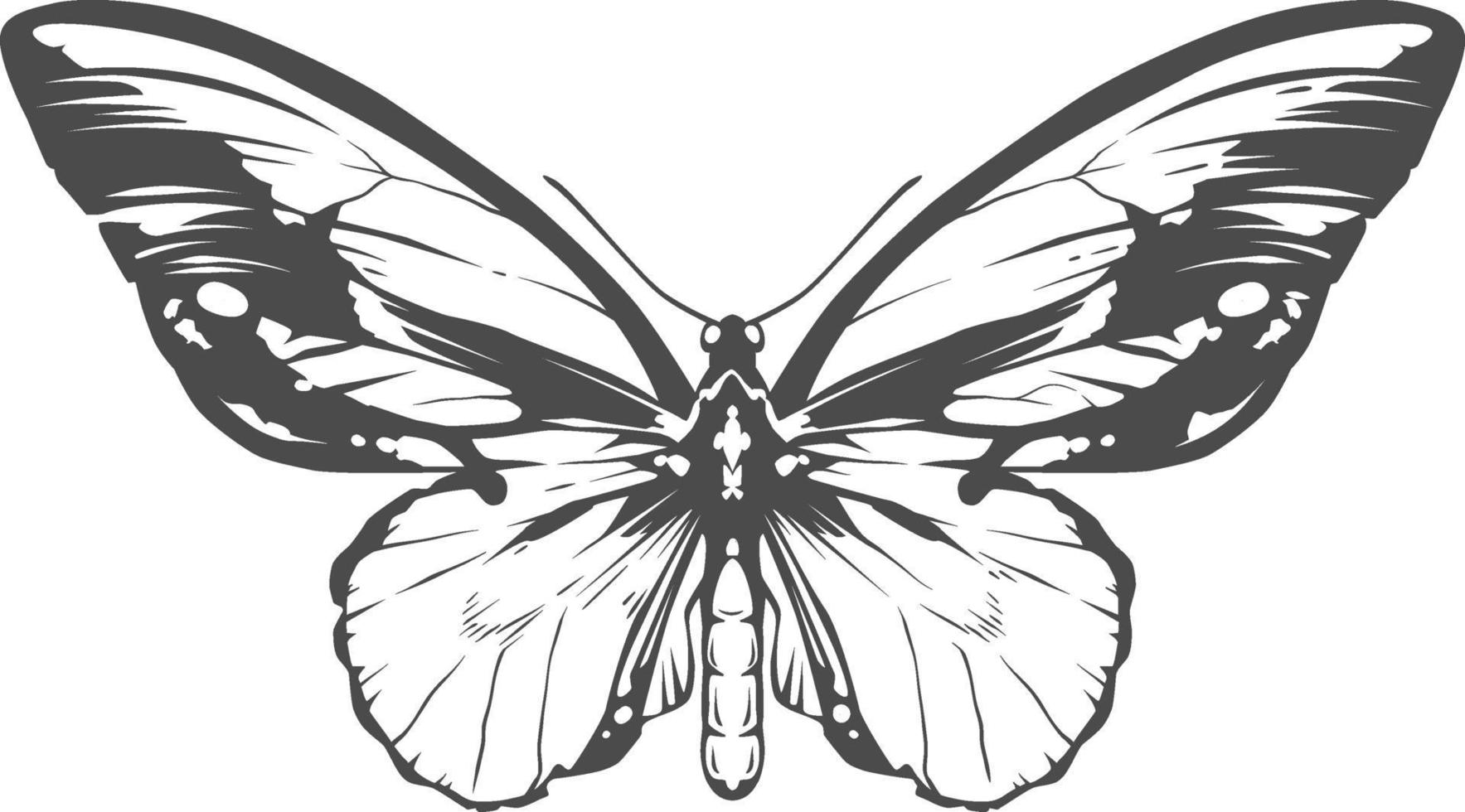 vector gravure insect