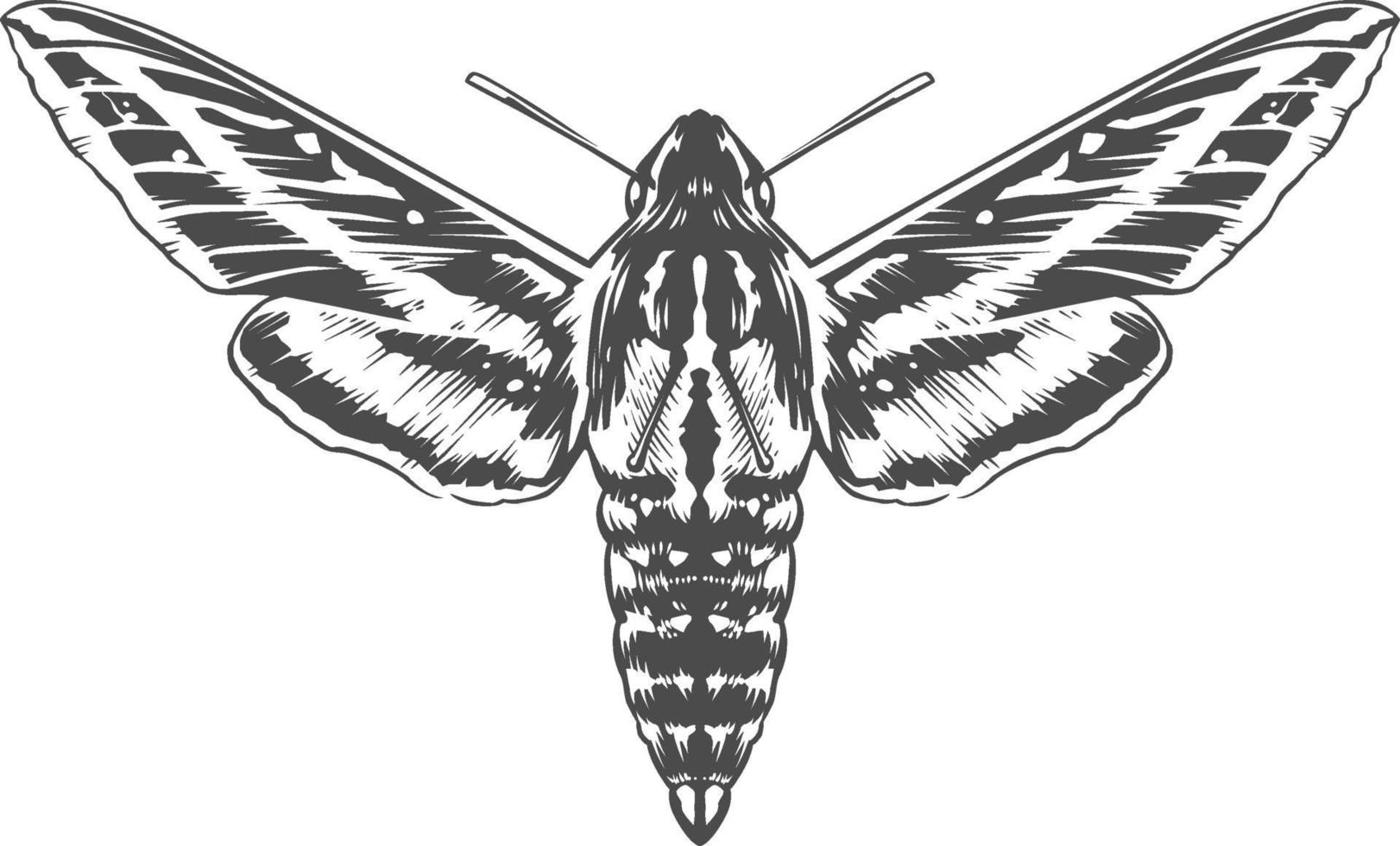 vector gravure insect