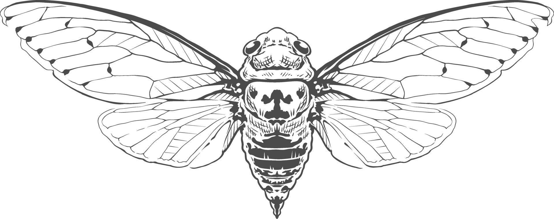 vector gravure insect