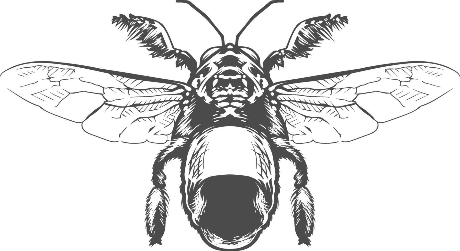 vector gravure insect