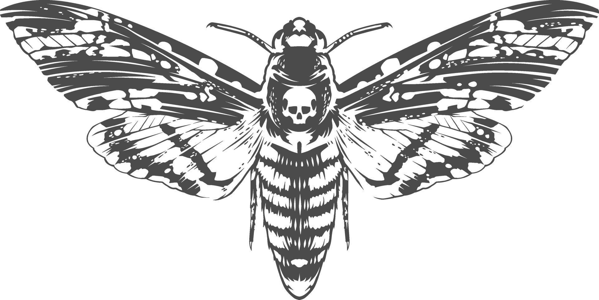 vector gravure insect