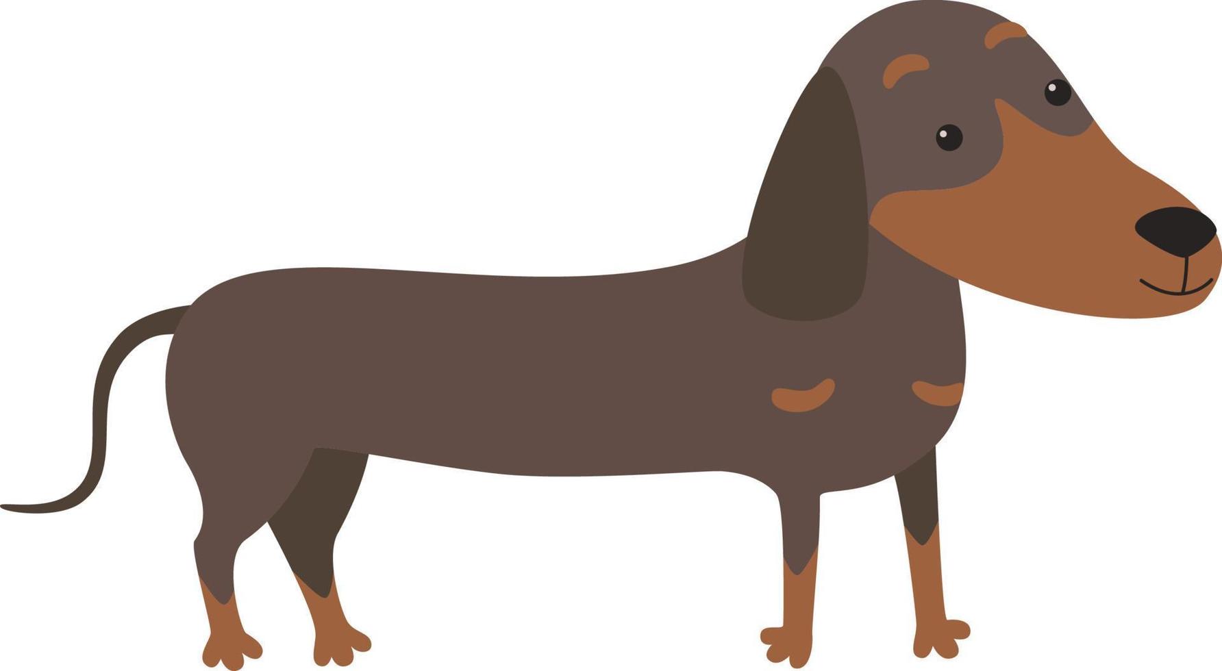 rasecht teckel hond. vector