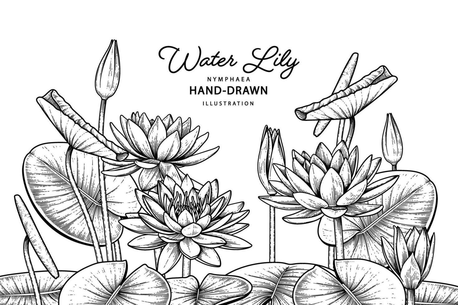 waterlelie bloem hand getekend botanische vector