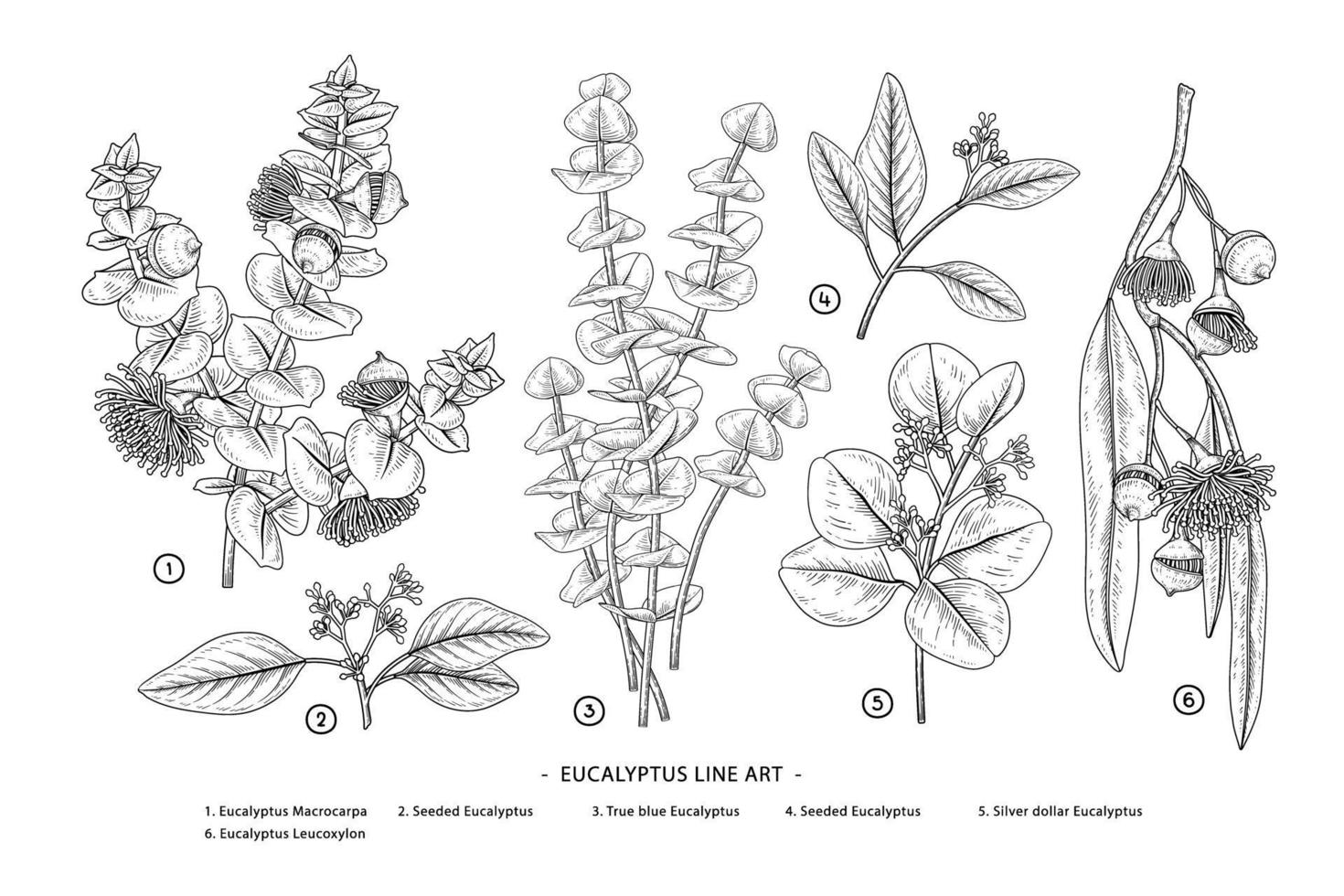 set van eucalyptustak hand getrokken botanische illustraties vector