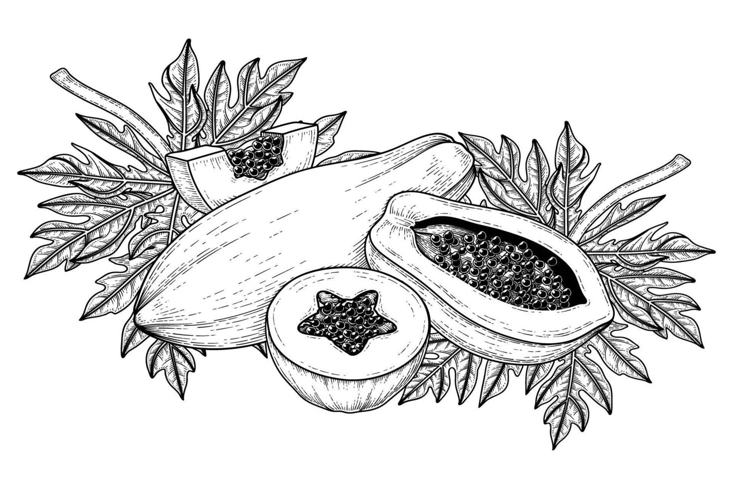 set van papaja fruit hand getrokken elementen botanische illustratie vector