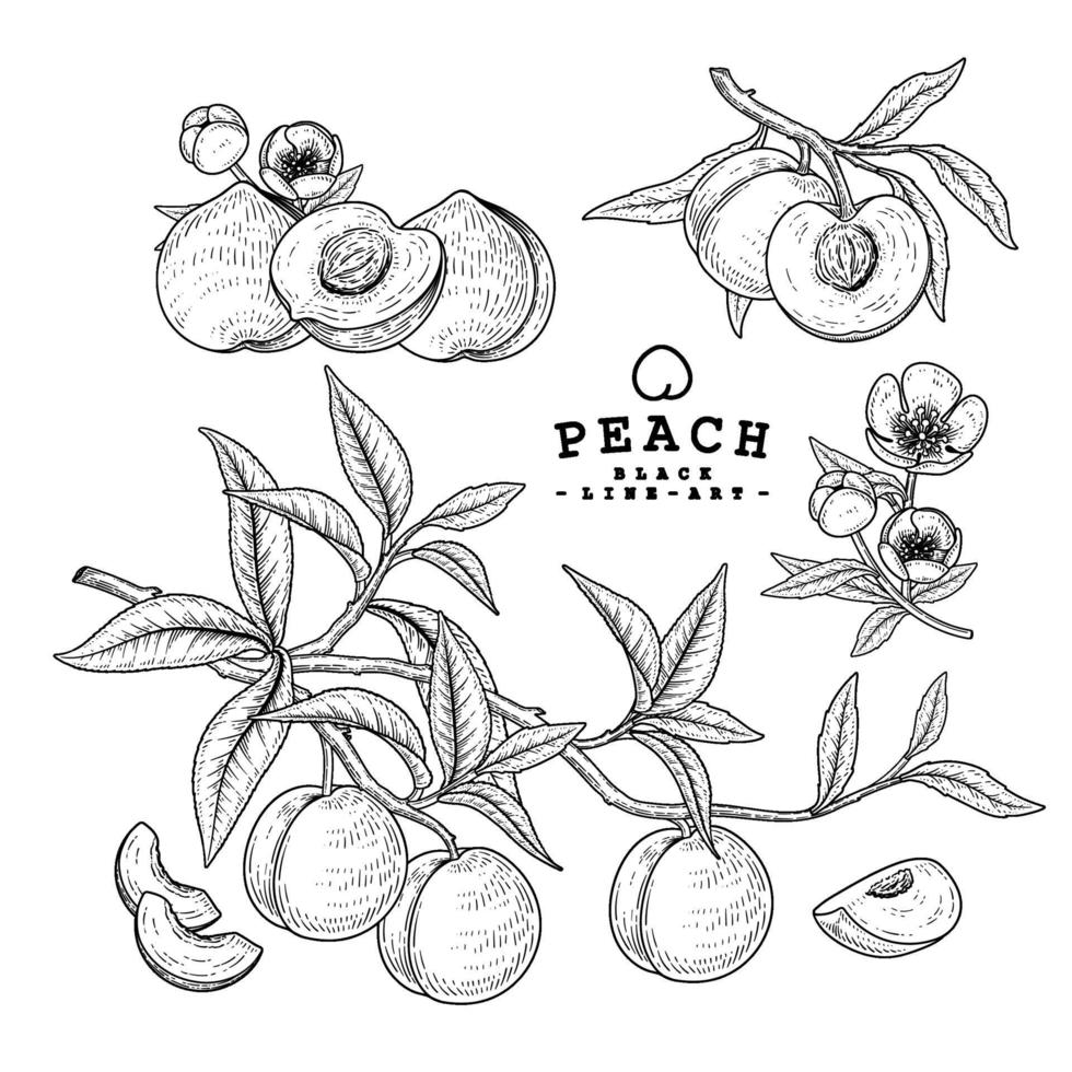 vector schets perzik fruit hand getekend botanische decoratieve set