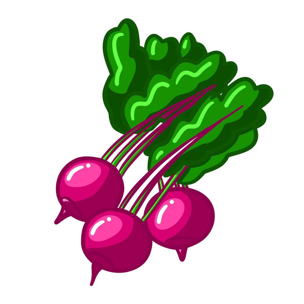 vector geïsoleerd kleurrijk radijs. biologisch groente voedsel illustratie voor salat